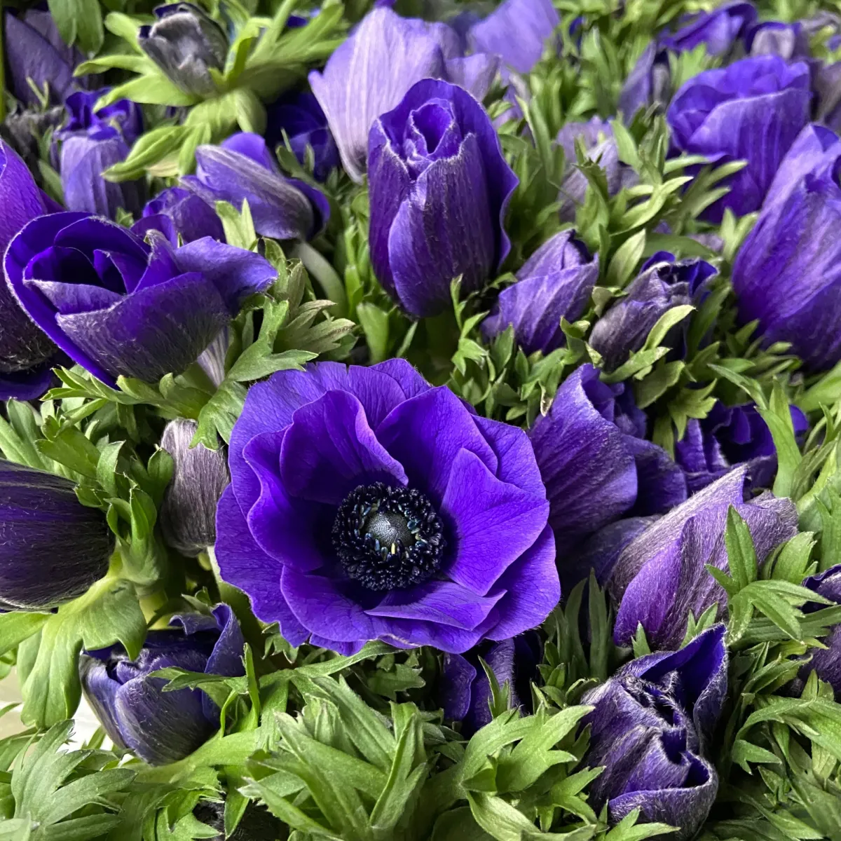 Anemone Fantasy Elsa анемона