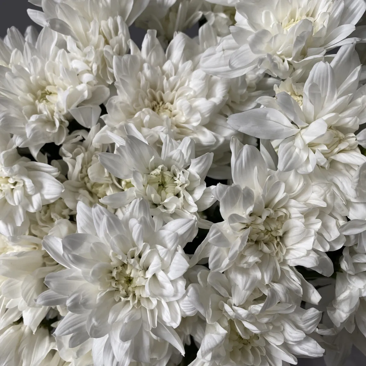 белые хризантемы фото высокой четкости